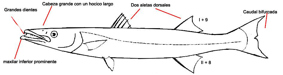 Sphiraenidae_claves.jpg