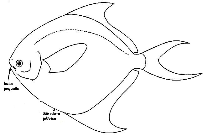 Stromateidae_clave.jpg