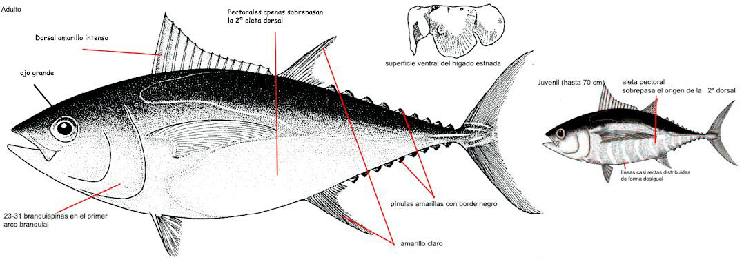 Thunnus-obesus_01.jpg