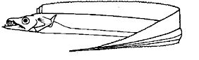 Trichiurus_claves.jpg