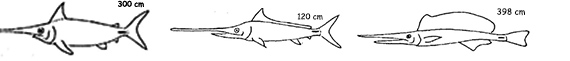 Xiphiidae_claves.jpg