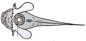 Liparidae_01.jpg