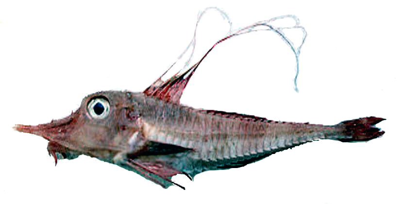 Peristedion-cataphractum_04.jpg