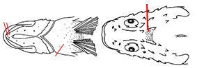 Scorpaena_claves.jpg
