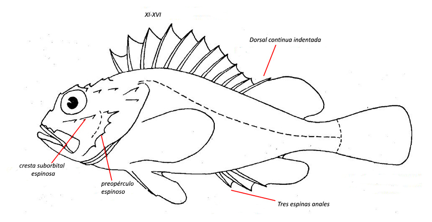 Scorpaenidae.jpg