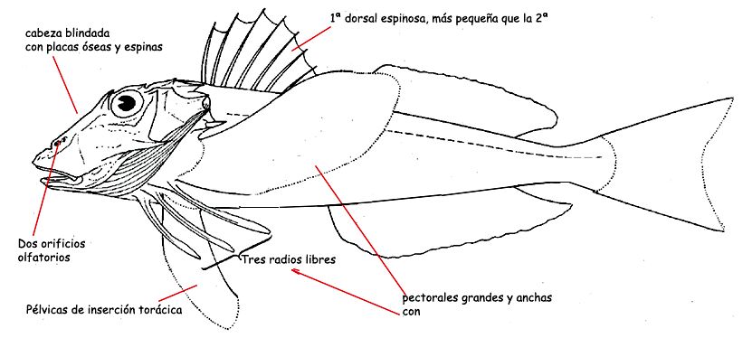 Triglidae_01.jpg