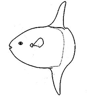 Molidae_claves.jpg