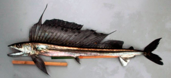 Alepisaurus--ferox-_04.jpg