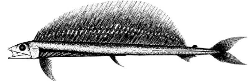 Alepisaurus-brevirostris_001.jpg