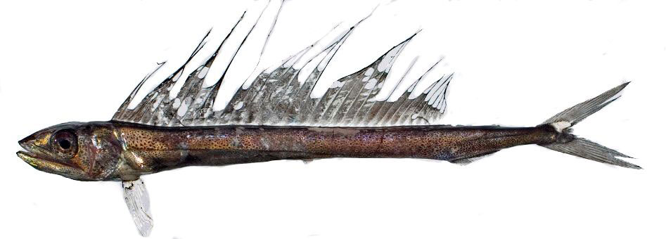 Alepisaurus-brevirostris_02.jpg
