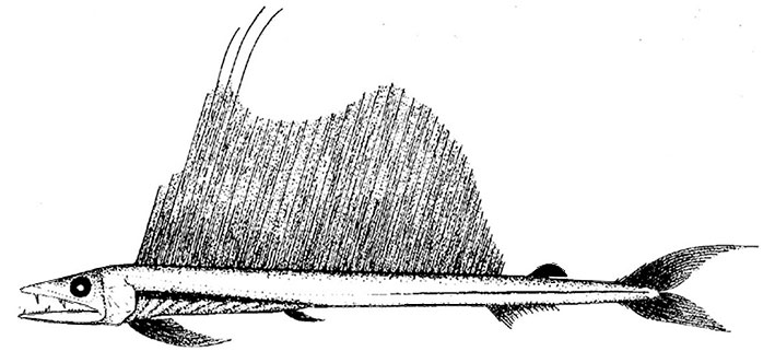 Alepisaurus-ferox_000001.jpg