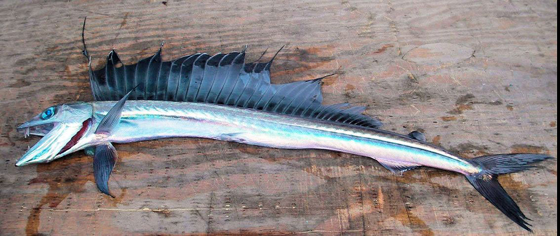 Alepisaurus-ferox_02.jpg