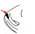 Alosa_claves_01.jpg