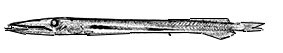 Anotopterus-pharao_Claves.jpg