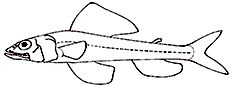Aulopidae_Claves.jpg