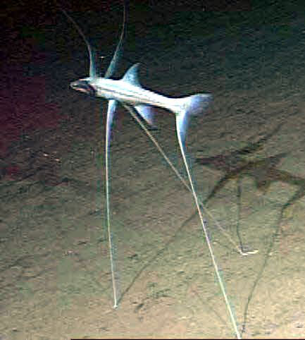Bathypterois-grallator_04.jpg