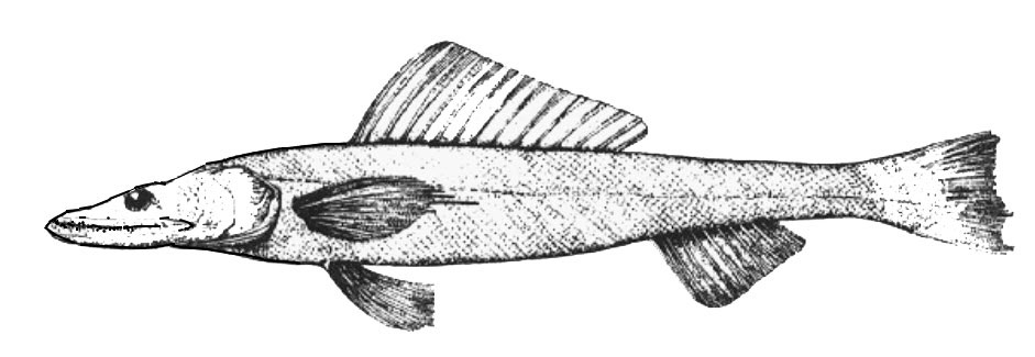 Bathysaurus-ferox-_001.jpg