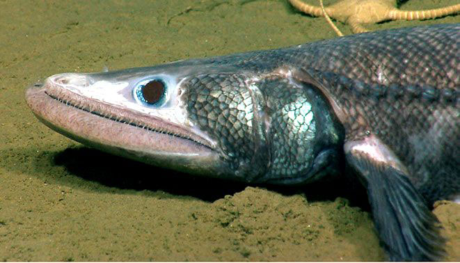 Bathysaurus-ferox-_02.jpg