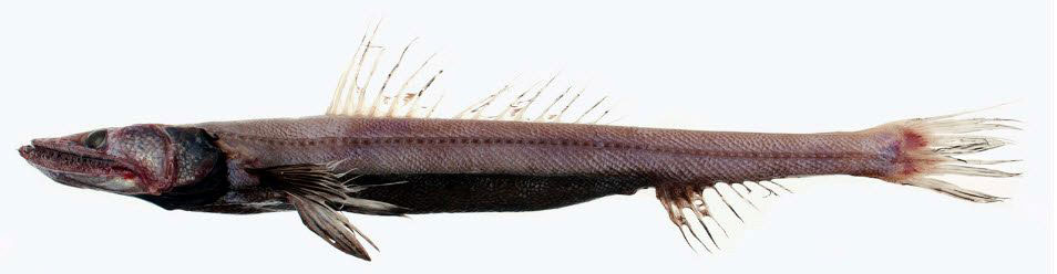 Bathysaurus-ferox_03.jpg