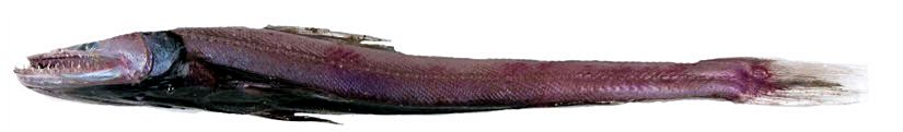 Bathysaurus-ferox_05.jpg