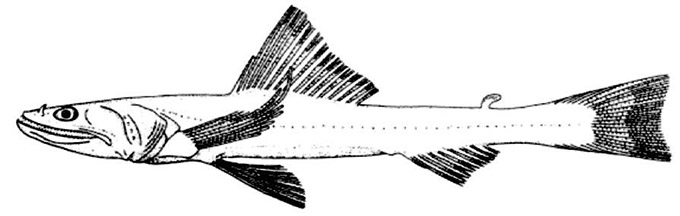 Bathysaurus-mollis_01.jpg