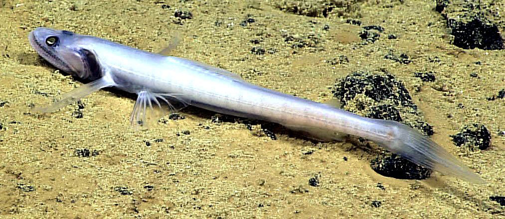 Bathysaurus-mollis_02.jpg