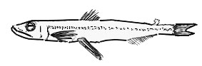Benthalbella-infans-claves.jpg