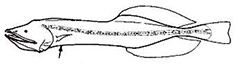 Cetonimidae_claves.jpg