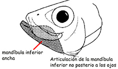 Clupeidormes_Cupleidae.jpg