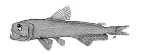 Coccorella-atlantica_claves.jpg