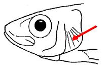Cupleidae_claves_03.jpg