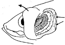 Cupleidae_claves_04.jpg