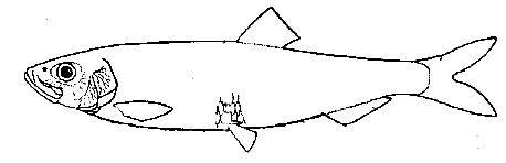 Cupleidae_claves_05.jpg
