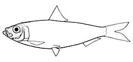 Cupleiformes_cupleidae_claves