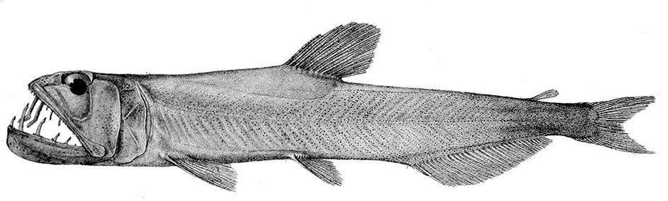Evermannella-balb_01.jpg