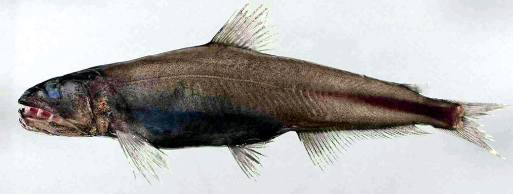 Evermannella-balbo_02.jpg