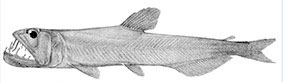 Evermannella_claves.jpg
