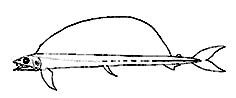 Familia--Alepisauridae_01.jpg