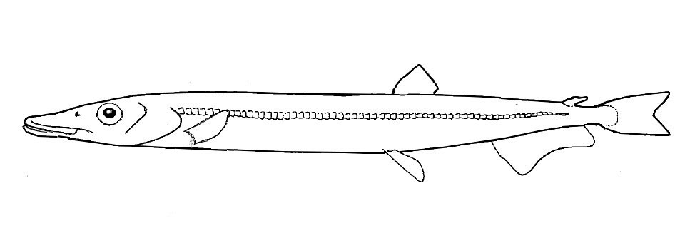 Familia-Paralepididae.jpg