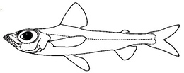 Familia_Chlorophthalmidae_Claves.jpg