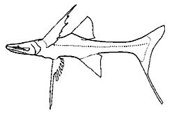 Ipnopidae_claves.jpg