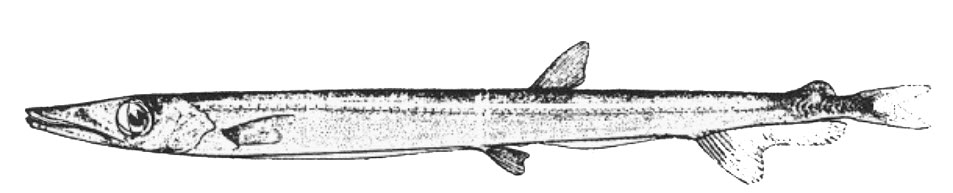 Lestidiops-jayakari-_001.jpg