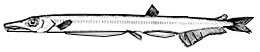 Lestidiops_claves.jpg