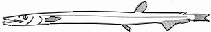 Macroparalepis-affinis_claves.jpg