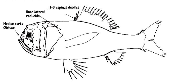 Melamphaidae_inicio.jpg