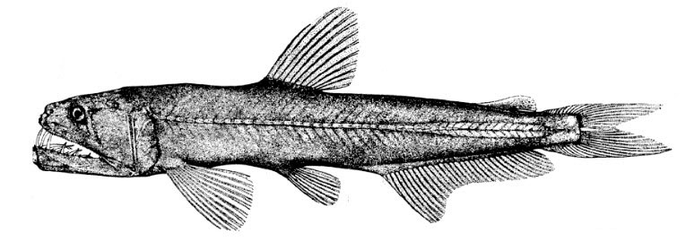 Odontostomops-normalops_001.jpg
