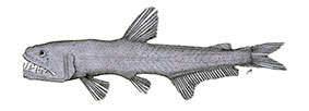 Odontostomops-normalops_claves