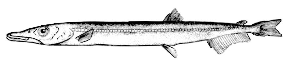 Paralepis-coregonoides_01.jpg