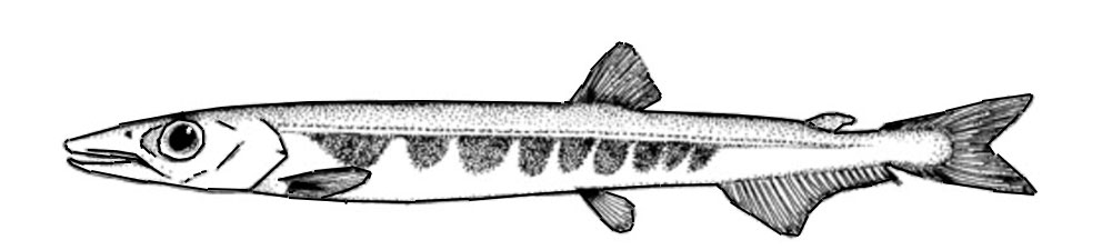 Paralepis-speciosa_01.jpg
