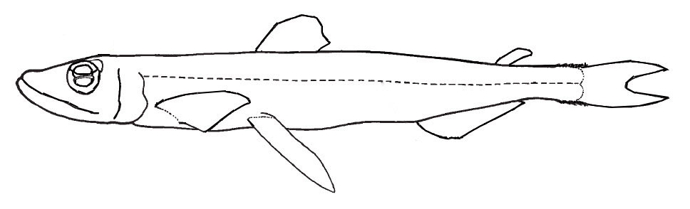 Scopelarchidae_01.jpg